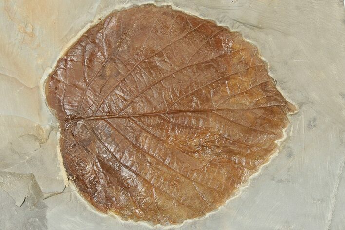 Fossil Leaf (Davidia) - Montana #190470